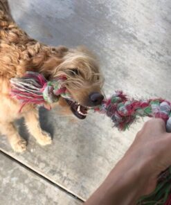 Mammoth Flossy Chews Color Rope Tug – Premium Cotton-Poly Tug Toy for Dogs – Interactive Dog Rope Toy – Tug Dog Chew Toy Large 25" 3 Knot 29 718vS9XuTsL