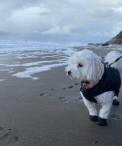 PawZ Rubber Dog Boots for Paws up to 2 1/2", 12 Pack - All-Weather Dog Booties for Hot Pavement, Snow, Mud, and Rain - Waterproof, Anti Slip Dog Socks - Small, Black 40 718wc9KF mL