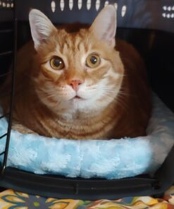 MidWest Homes for Pets Bolster Dog Bed 22L-Inch Blue Dog Bed or Cat Bed w/ Comfortable Bolster | Ideal for XS Dog Breeds & Fits a 22-Inch Dog Crate | Easy Maintenance Machine Wash & Dry 34 718zBPC1BtL