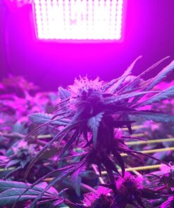 KingLED Newest 3000w LED Grow Lights with LM301B LEDs 4 * 2ft Coverage Full Spectrum Grow Lights for Indoor Hydroponic Plants Veg Bloom Greenhouse Growing Lamps 37 719 fMSqOVL