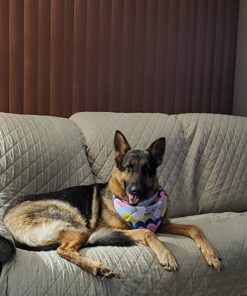 Old Mother Hubbard by Wellness Mother's Solutions Hip & Joint Natural Dog Treats, Crunchy Oven-Baked Biscuits, Ideal for Training, 20 ounce bag 21 71905XbyyAL