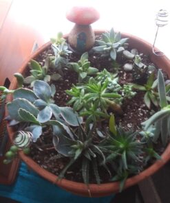 Shop Succulents | Unique Collection of Live Succulent Plants, Hand Selected Variety Pack of Mini Succulents | Collection of 12 6-Pack 40 7191WBRzhDL