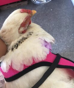 Yesito Chicken Harness Hen Size with 6-Foot Matching Belt, Comfortable, Breathable, Small Size, Suitable for Chicken, Duck or Goose Suitable for Weight About 2.3-3.8Pounds, Green (Months, Pink) Medium 15 7192v6m9qbL