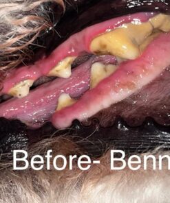 Vet’s Best Enzymatic Dog Toothpaste | Teeth Cleaning and Fresh Breath Dental Care Gel | Vet Formulated | 3.5 Ounces 1 Count 31 7193CN6xMUL