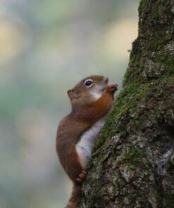 Hoya 77mm HMC UV (C) Digital Slim Frame Multi-Coated Glass Filter 18 7195bj2tk7L