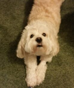 Ample Nutrition Complete Pet Prebiotic + Probiotic for Dogs & Cats, 60ct Pork Flavored Pearls 30 7195nEJDGrL