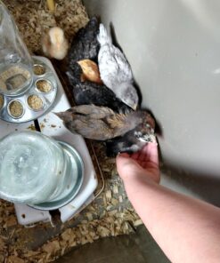 Rocky Mountain Goods Chick Feeder Base for Jar - Jar Feeder for Small Birds and Chickens - Galvanized Rust Proof Steel - 8 Feed Holes - Easy to Attach Glass or Plastic jar 11 719AFK8nTXL