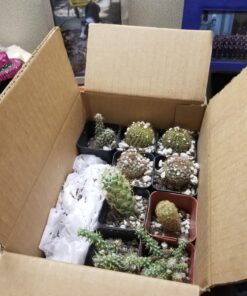 Shop Succulents | Cactus & Succulent Collection of Live Plants, Hand Selected Variety Pack of Cacti and Mini Succulents | Collection of 9 Standard Box 18 719AdhUltcL