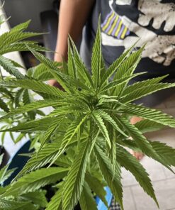 Advanced Nutrients GL525050-12 Big Bud Liquid Fertilizer, 250 mL.250 Liter, Brown/A .250 Liter 22 719C3s01BL