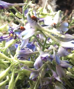 300 Live Ladybugs - Good Bugs - Ladybugs - Guaranteed Live Delivery! 32 719DG8UDoL