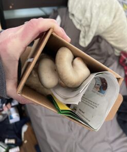 Back to the Roots Organic Oyster Mushroom Grow Kit, Harvest Gourmet Mushrooms In 10 Days 1 Count (Pack of 1) 68 719DpleCfL