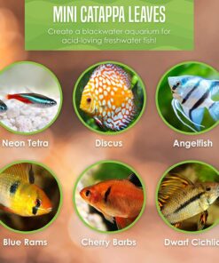 SunGrow 50 pcs Catappa Indian Almond Leaves for Betta Fish Tank Aquarium, 2” Water Conditioner Leaves, Leaf Also Suitable for Shrimp, Goldfish, Guppy and Frogs 50 Leaves 41 719DrCLWHGL