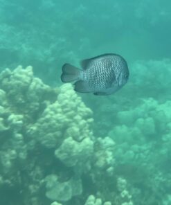 ZONMAN DSLR Camera Univeral Waterproof Underwater Housing Case Pouch Bag for Canon Nikon Sony Pentax Brand Digital SLR Cameras Transparent 33 719FCJV95cL