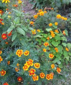 Seed Needs, 350+ Nasturtium Seeds for Planting - Jewel Mixture (Tropaeolum nanum) Non-GMO, Easy to Grow Mix, Attracts Pollinators - Bulk Bulk Pack (350 Seeds) 29 719FvA6alBL