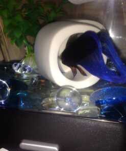 Tetra LED Betta Tank Kit 1 Gallon, Trapezoid aquarium With Base Lighting (24050) 35 719Hlr23vQL