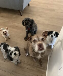 DOGSWELL Dog Dental Care Treats Made in USA Only, Grain Free Chicken Jerky Dog Treats, 24oz Bag 1.5 Pound (Pack of 1) 35 719Htf87NaL