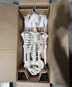 Giantex B010L18XEW Life Size 70.8" Human Anatomical Anatomy Skeleton Medical Model + Stand 38 719LF90aOLL