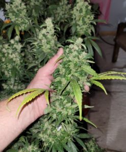 FoxFarm Ocean Forest Potting Soil, 1.5 cu ft, brown/a (FX14000) 24 719Ld76yQL