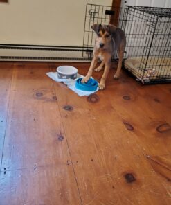 Outward Hound Fun Feeder Slo Bowl, Slow Feeder Dog Bowl, Medium/Mini, Turquoise 26 719MACaJk0L 1