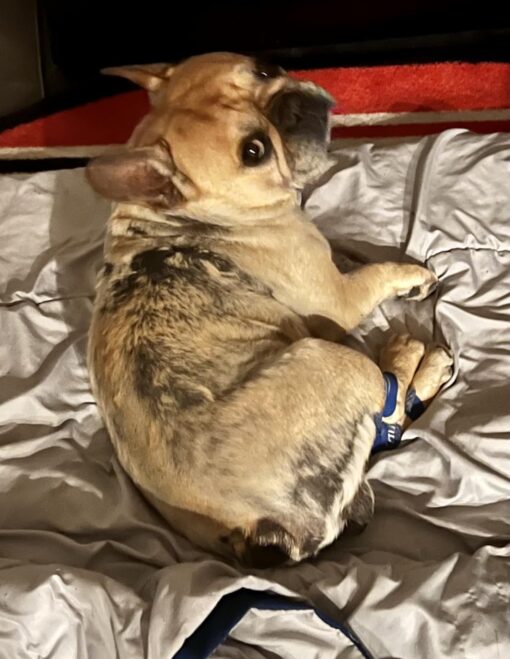 PetLab Co. Probiotics For Dogs, Support Gut Health, Diarrhea, Digestive Health & Seasonal