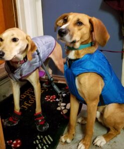 Kurgo Loft Dog Jacket, Reversible Dog Coat, Wear with Harness or Sweater, Water Resistant, Reflective, Winter Coat For Medium Dogs (Deep Violet, M) Deep Violet/Charcoal 41 719PCt V8UL