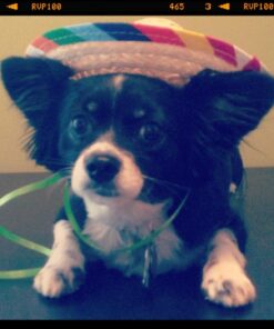 Alternative view of Fun Express Mini Sombrero Hats - Set of 12 - Fiesta Party and Cinco de Mayo Supplies and Decor