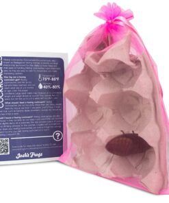 Alternative view of Josh's Frogs Female Madagascar Hissing Cockroach (Gromphadorhina portentosa)