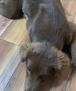 GoPets Dematting Comb with 2 Sided Professional Grooming Rake for Cats & Dogs 26 719QQ6r8szL