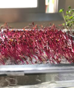 25,000+ Microgreens Seeds- Red Amaranth 16 719RY1N0m8L
