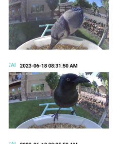 NETVUE Birdfy AI - Smart Bird Feeder with Camera, Free AI Forever, Auto Capture & Identify 6000+ Bird Species, Bird Videos for Birdwatching, Ideal Gift for Bird Lover Blue 42 719Rb5y6juL 2