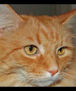 Purina Friskies Wet Cat Food Pate - 5.5 oz. Can Salmon Dinner 5.5 Ounce (Pack of 24) 37 719RdhndfoL