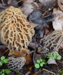 Backyard Morel Mushroom Growing Kit - MOREL HABITAT KIT ® 27 719S9KSAUoL