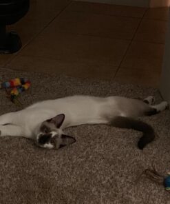 Cheristin for Cats Topical Flea Prevention – Starts Killing Fleas in 30 Minutes, 1 Dose 37 719SskKCdL