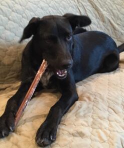 Top Dog Chews - 12 Inch Standard 12 Pack Bully Sticks, Long Lasting, 100% Natural Beef, Free Range Grass Fed, High Protein, Supports Dental Health Dog Treat for Medium & Large Dogs, 12 Pack 12 Count (Pack of 1) 35 719TGuVjpL