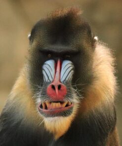 Tamron SP 150-600mm F/5-6.3 Di VC USD G2 for Canon Digital SLR Cameras Lens Only 56 719U8OH7qL