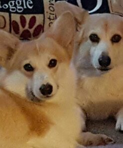 Purina Pro Plan Senior Dog Food With Probiotics for Dogs, Bright Mind 7+ Chicken & Rice Formula - 16 lb. Bag 16.00 Pound (Pack of 1) 39 719UKhIDXPL