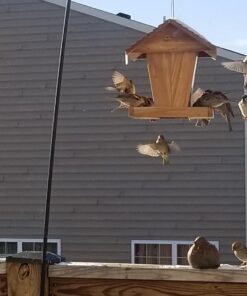 Wagner's 62004 Eastern Regional Wild Bird Food, 20-Pound Bag 27 719Vc5BzJCL