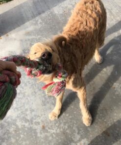 Mammoth Flossy Chews Color Rope Tug – Premium Cotton-Poly Tug Toy for Dogs – Interactive Dog Rope Toy – Tug Dog Chew Toy Large 25" 3 Knot 30 719cDD10KwL