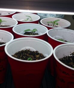 Heirloom Seeds for Planting Vegetables and Fruits - Survival Essentials 135 Variety Seed Vault - Medicinal Herb Seeds - Grow Healthy Non-GMO Food 70 719gcaDBzNL