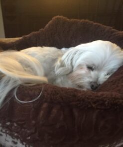 Glandex Anal Gland Soft Chew Treats with Pumpkin for Dogs Digestive Enzymes, Probiotics Fiber Supplement for Dogs Boot The Scoot (Peanut Butter Chews, 30ct) Peanut Butter Chews 40 719hb4 cBKL