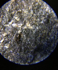 AmScope M162C-2L-PB10-WM-SP14-50P100S 40X-1000X Beginners Microscope Kit for Kids & Students w/Complete Science Accessory Kit + World of The Microscope Book 74 719kyLnQWVL