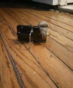 Snap-E 12-001-00-1 6 Pack Mouse Trap, Black 35 719l5C52OLL