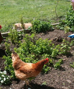 CobraHead® Original Weeder & Cultivator Garden Hand Tool - Forged Steel Blade - Recycled Plastic Handle - Ergonomically Designed for Digging, Edging & Planting - Gardeners Love Our Most Versatile Tool 65 719mQ4qfA3L