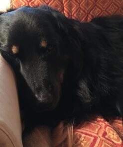 Checkups- Dental Dog Treats, 24ct 48 oz. for Dogs 20+ pounds Medium (Pack of 1) 19 719rAxJU9RL