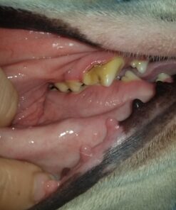 Virbac CET Enzymatic Toothpaste Eliminates Bad Breath by Removing Plaque and Tartar Buildup, Best Pet Dental Care Toothpaste -Beef Flavor, 2.5 Oz Tube (Color Varies) Beef 40 719rVYcP6UL