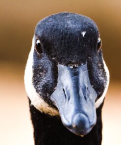 Tamron SP 150-600mm F/5-6.3 Di VC USD G2 for Canon Digital SLR Cameras Lens Only 47 719uV0MqVtL