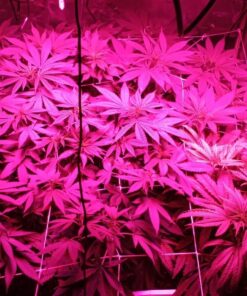 KingLED 2023 Newest 1500w LED Grow Lights with Samsung LM301B LEDs 4 * 4 ft Coverage Full Spectrum Grow Lights for Indoor Hydroponic Plants Greenhouse Growing Lamps Veg Bloom Daul Mode 38 719utMjuarL