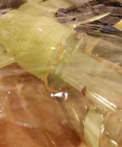 CoreGear Classic USA Misters 1.5 Liter Personal Water Mister Pump Spray Bottle Blue 27 719vesLF65L