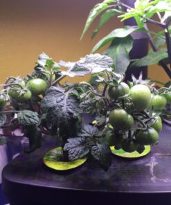 AeroGarden Salsa Garden Seed Pod Kit, 7 28 719wylIq1ZL