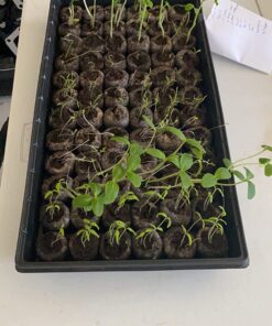 22,000 Non GMO Heirloom Vegetable Seeds, Survival Garden, Emergency Seed Vault, 34 VAR, Bug Out Bag - Beet, Broccoli, Carrot, Corn, Basil, Pumpkin, Radish, Tomato, More 31 719y wf M4L